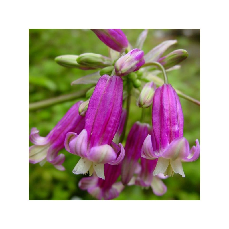 Dichelostemma 'Pink Diamond' Dichelostemma 'Pink Diamond'