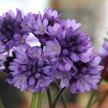 Dichelostemma congestum Dichelostemma congestum