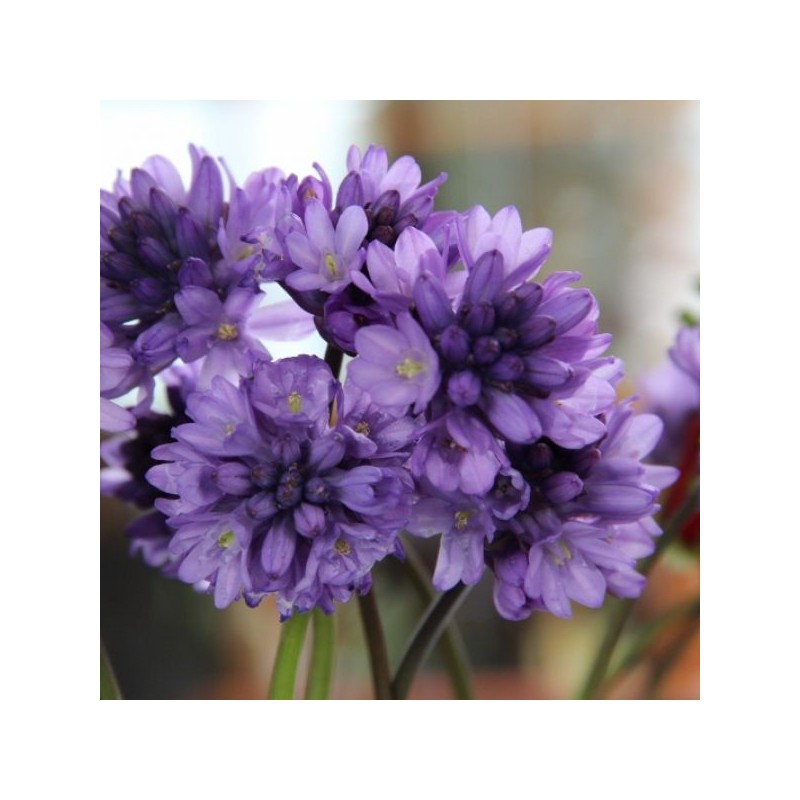 Dichelostemma congestum Dichelostemma congestum