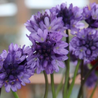 Dichelostemma congestum Dichelostemma congestum