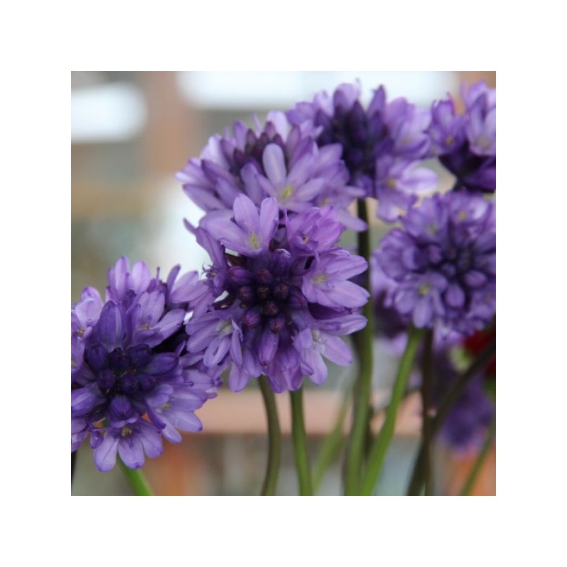 Dichelostemma congestum Dichelostemma congestum