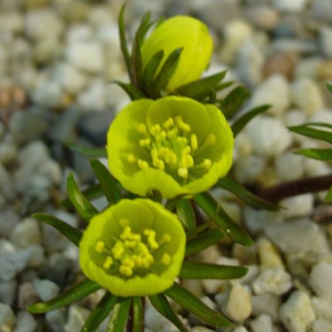 Eranthis cilicica Eranthis cilicica