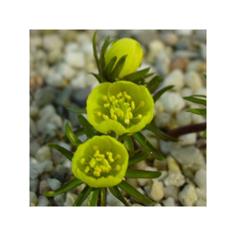 Eranthis cilicica Eranthis cilicica