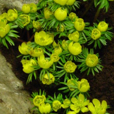 Eranthis cilicica Eranthis cilicica