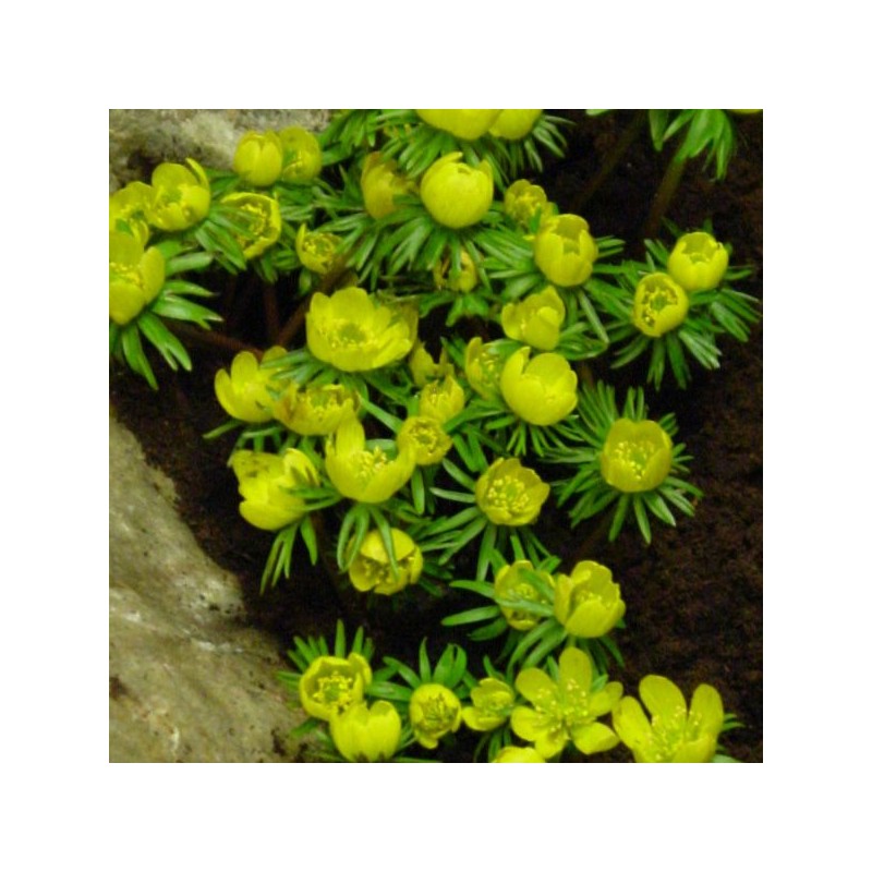 Eranthis cilicica Eranthis cilicica
