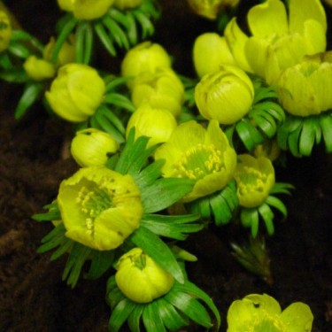 Eranthis cilicica Eranthis cilicica