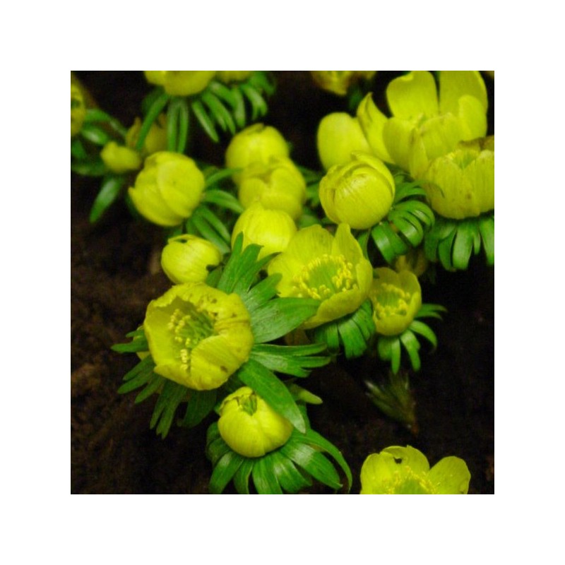 Eranthis cilicica Eranthis cilicica