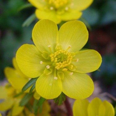 Eranthis hyemalis Eranthis hyemalis