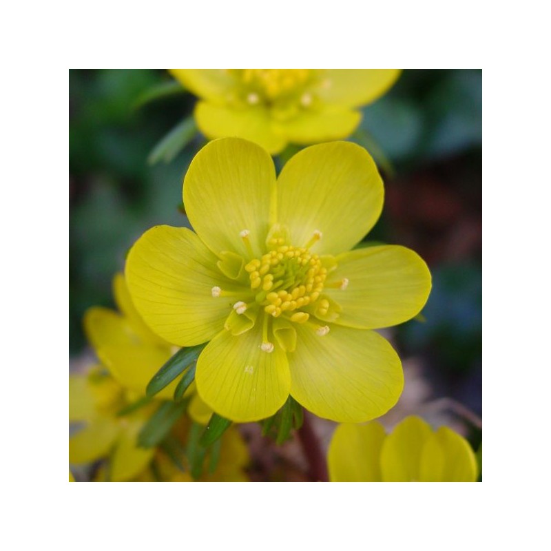 Eranthis hyemalis Eranthis hyemalis