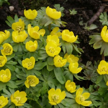 Eranthis hyemalis Eranthis hyemalis