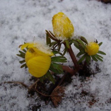 Eranthis hyemalis Eranthis hyemalis