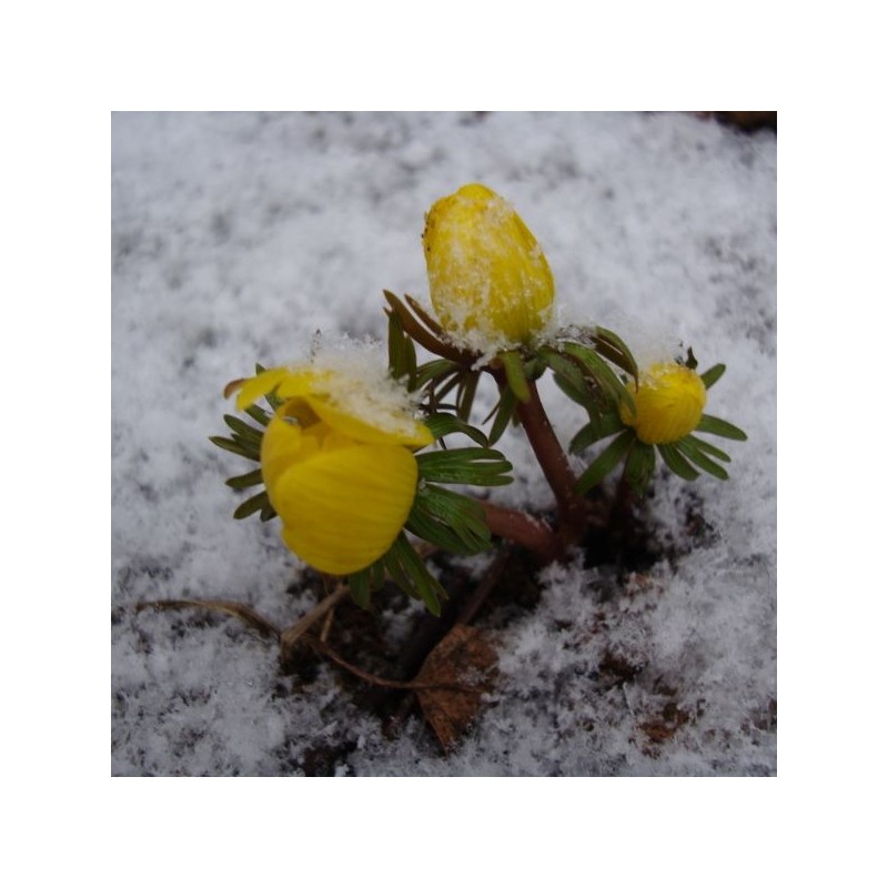 Eranthis hyemalis Eranthis hyemalis