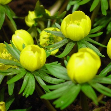 Eranthis tubergenii