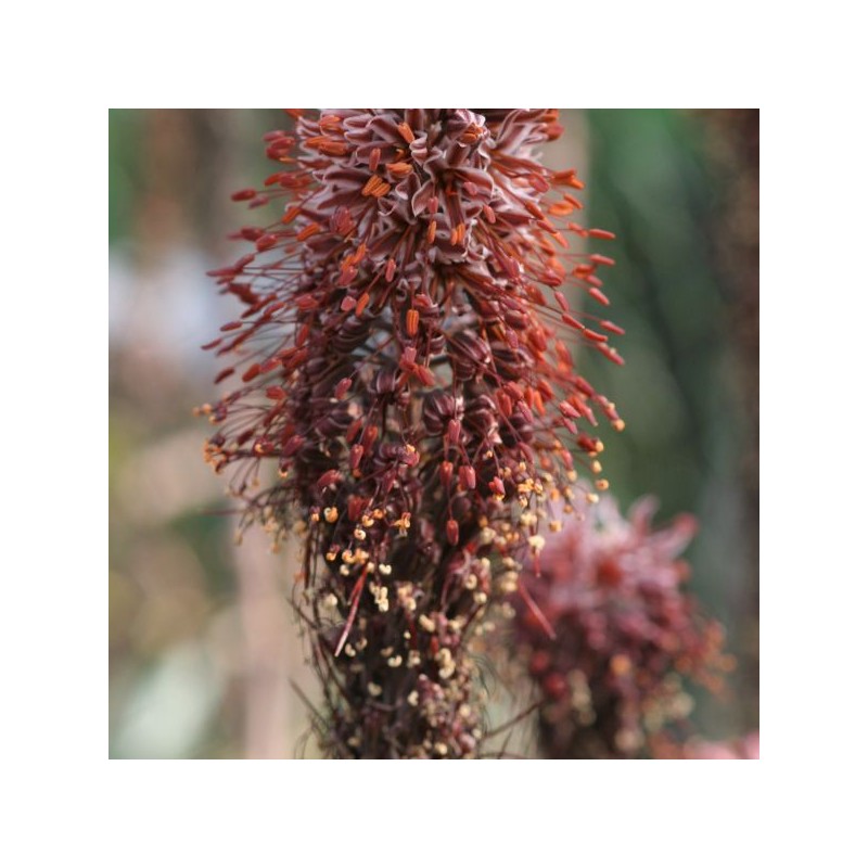 Eremurus cristatus