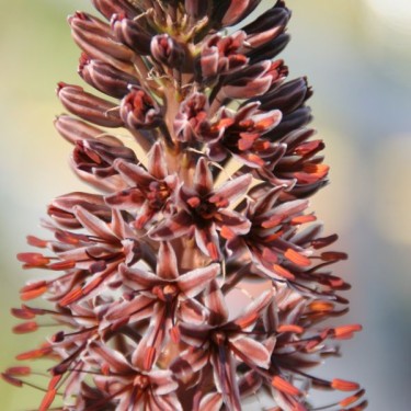 Eremurus cristatus