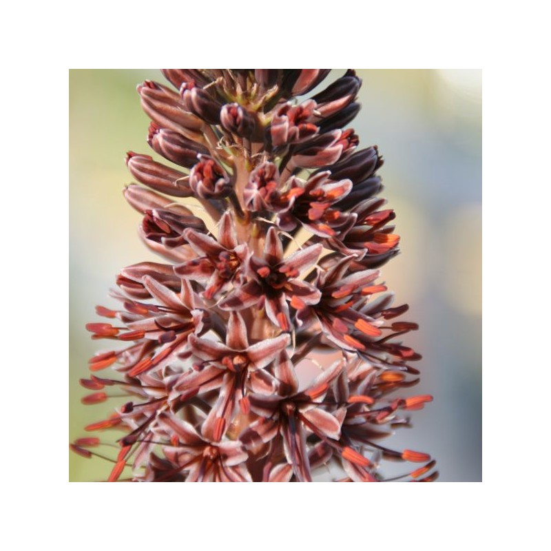 Eremurus cristatus