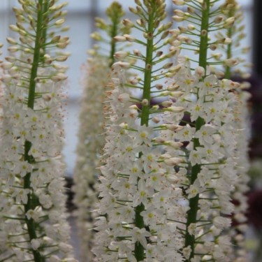 Eremurus himalaicus