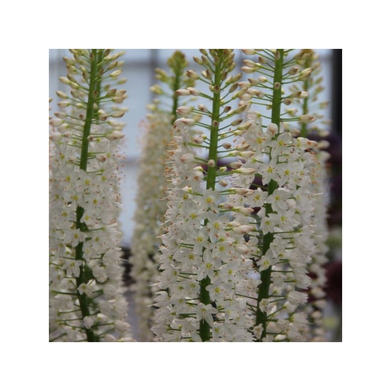 Eremurus himalaicus