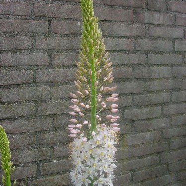 Eremurus robustus Eremurus robustus