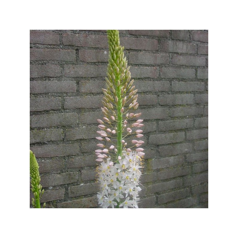 Eremurus robustus Eremurus robustus