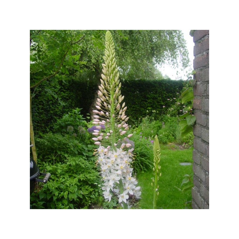 Eremurus robustus Eremurus robustus