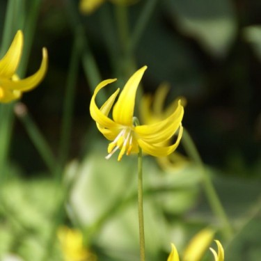 Erythronium 'Pagoda' Erythronium 'Pagoda'