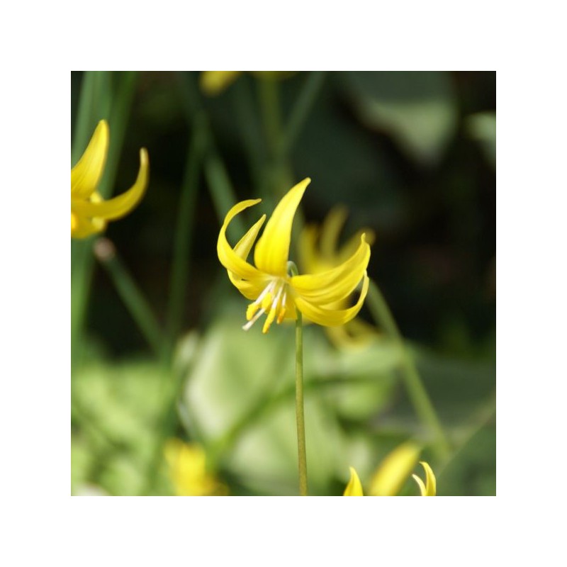 Erythronium 'Pagoda' Erythronium 'Pagoda'