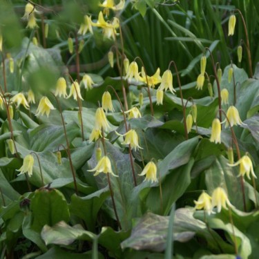 Erythronium 'Pagoda' Erythronium 'Pagoda'