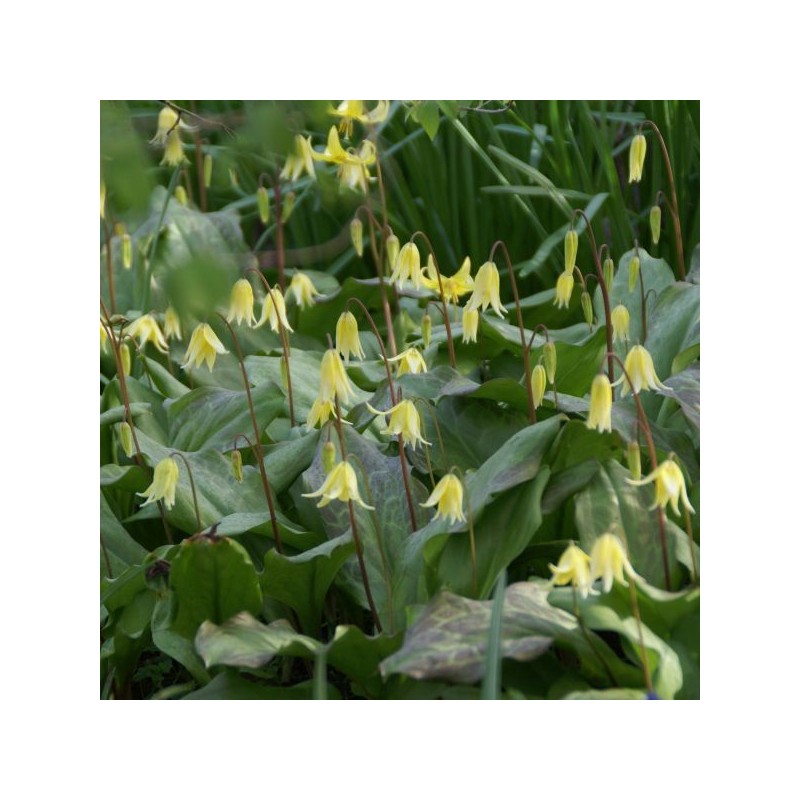 Erythronium 'Pagoda' Erythronium 'Pagoda'