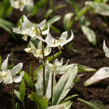 Erythronium 'White Beauty' Erythronium 'White Beauty'