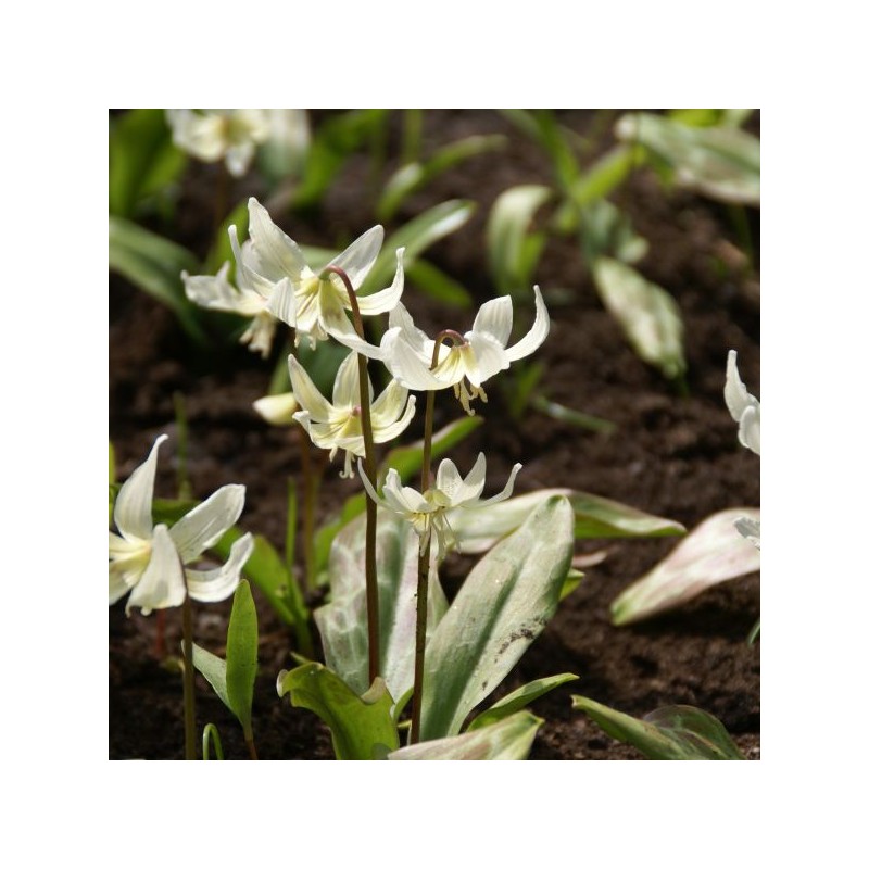Erythronium 'White Beauty' Erythronium 'White Beauty'
