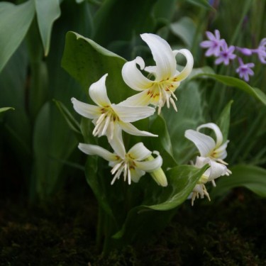 Erythronium 'White Beauty' Erythronium 'White Beauty'