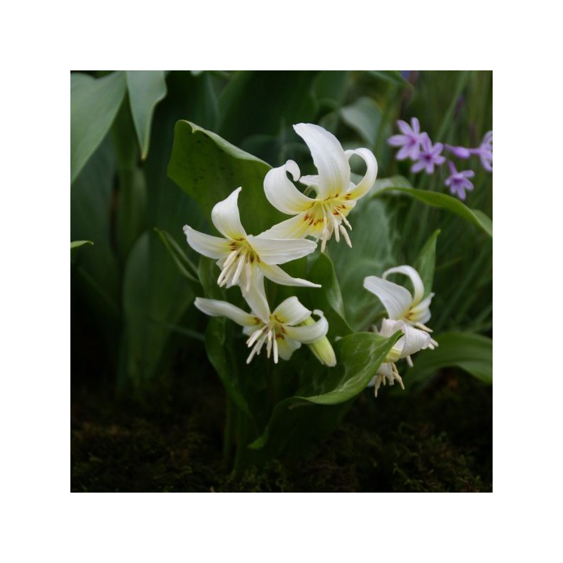 Erythronium 'White Beauty' Erythronium 'White Beauty'