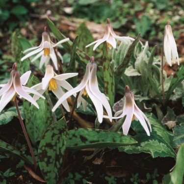 Erythronium albidum