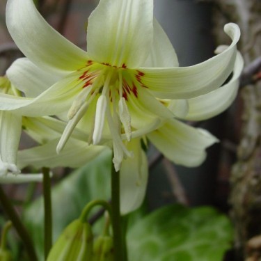 Erythronium 'White Beauty' Erythronium 'White Beauty'