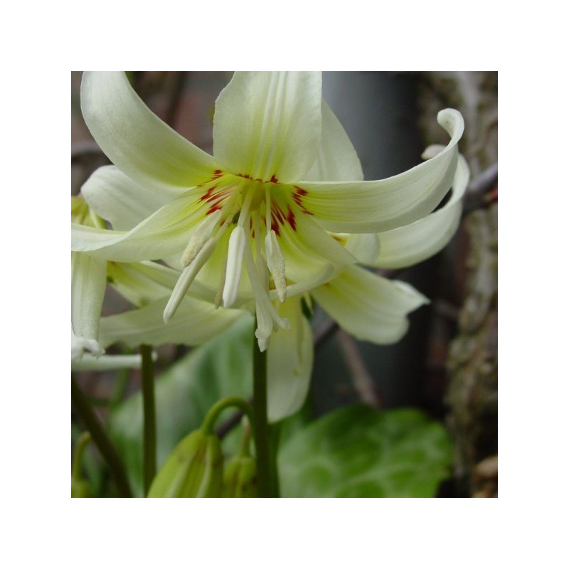 Erythronium 'White Beauty' Erythronium 'White Beauty'