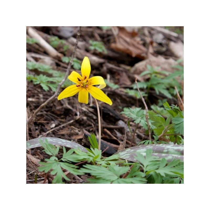 Erythronium americanum Erythronium americanum