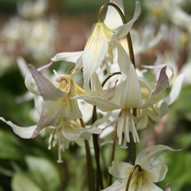 Erythronium californicum Erythronium californicum