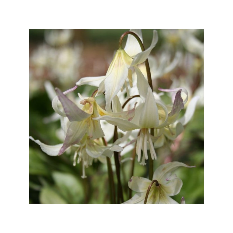 Erythronium californicum Erythronium californicum