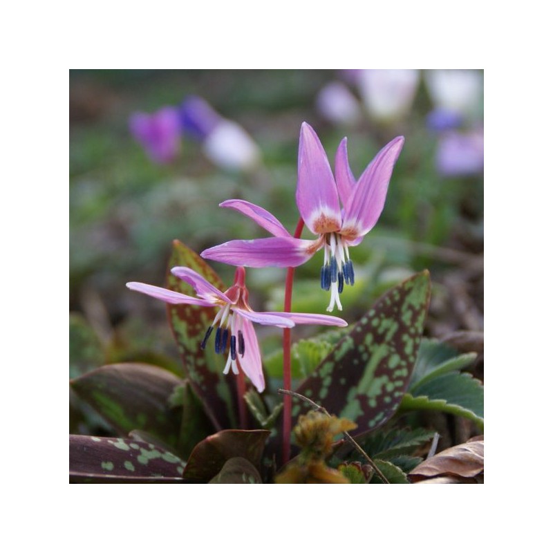 Erythronium dens-canis 'Purple King' Erythronium dens-canis 'Purple King'