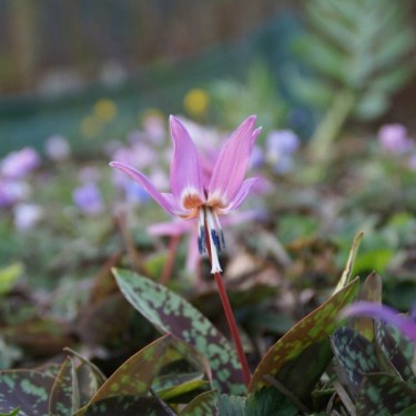 Erythronium dens-canis 'Purple King' Erythronium dens-canis 'Purple King'