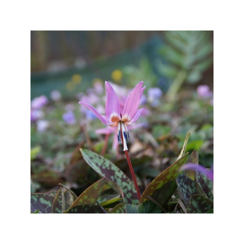 Erythronium dens-canis 'Purple King' Erythronium dens-canis 'Purple King'