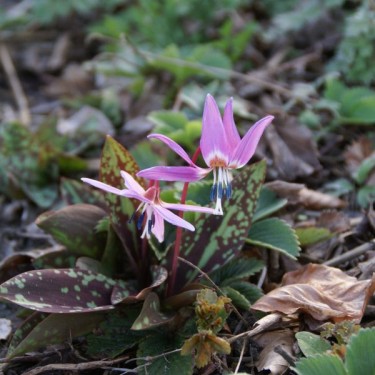 Erythronium dens-canis 'Purple King' Erythronium dens-canis 'Purple King'