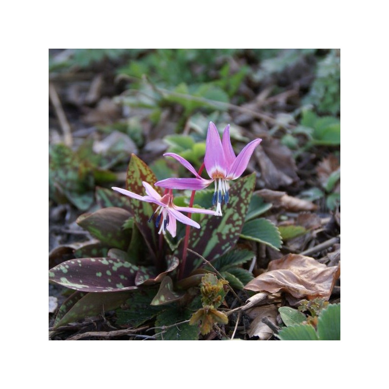 Erythronium dens-canis 'Purple King' Erythronium dens-canis 'Purple King'