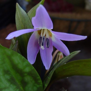 Erythronium dens-canis 'Rose Queen'