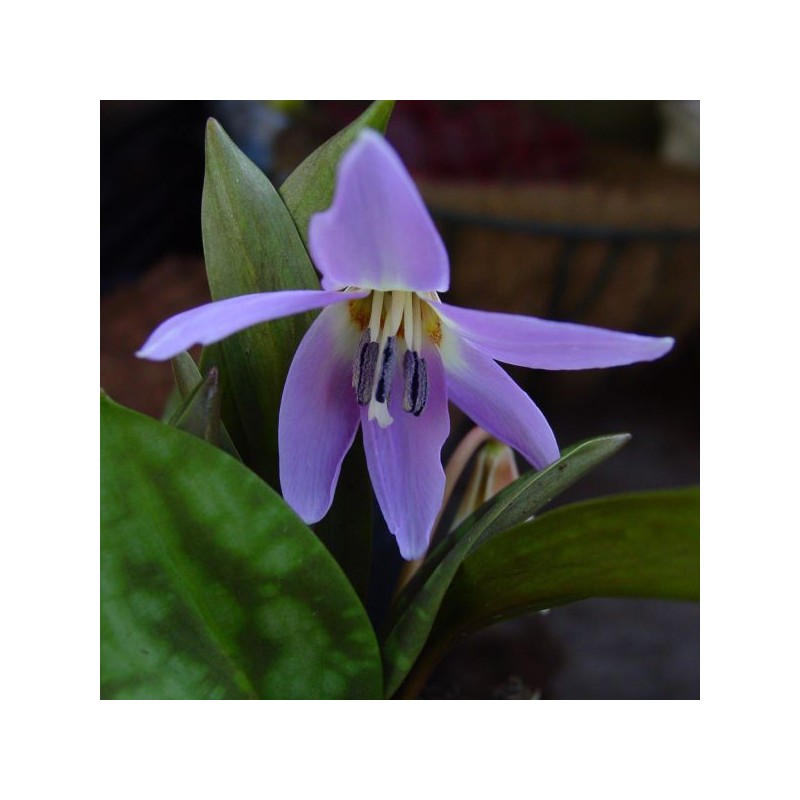 Erythronium dens-canis 'Rose Queen' Erythronium dens-canis 'Rose Queen'