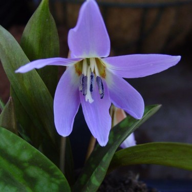 Erythronium dens-canis 'Rose Queen' Erythronium dens-canis 'Rose Queen'