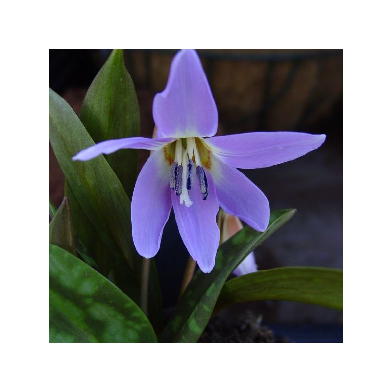 Erythronium dens-canis 'Rose Queen' Erythronium dens-canis 'Rose Queen'