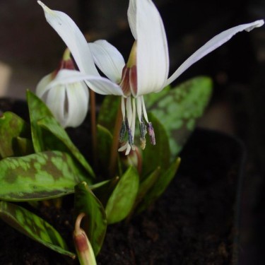 Erythronium dens-canis 'Snowflake'