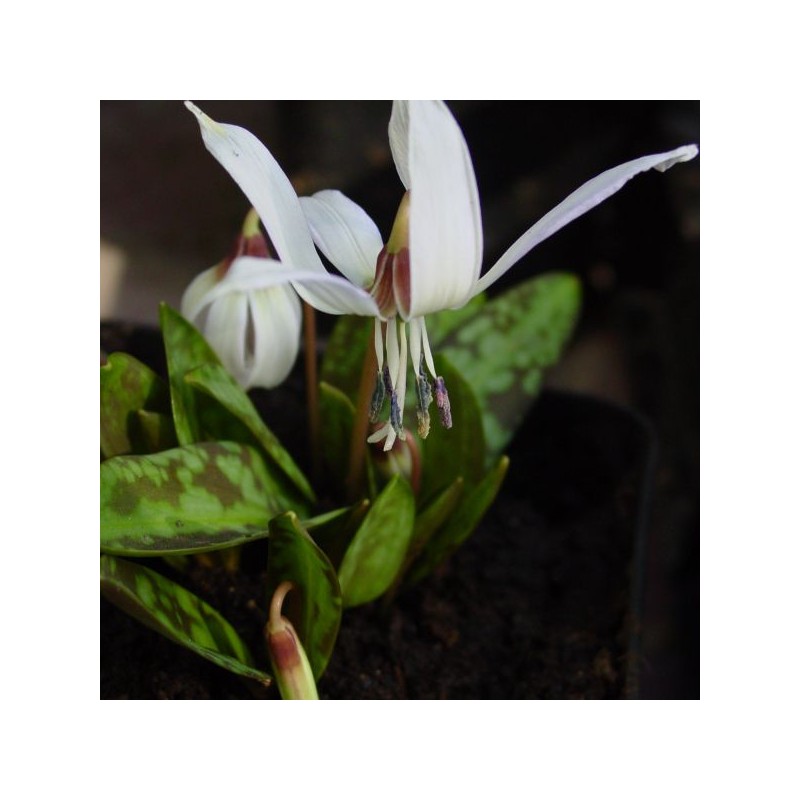 Erythronium dens-canis 'Snowflake'